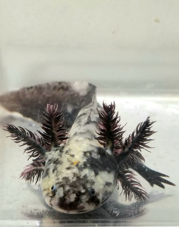 Mosaic Axolotl