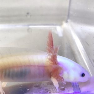 glowing gfp axolotle