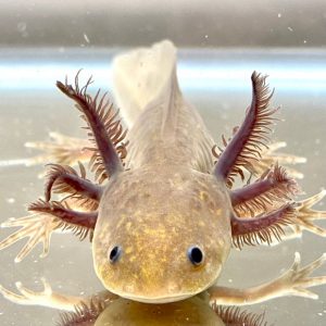 hypo melanoid axolotl