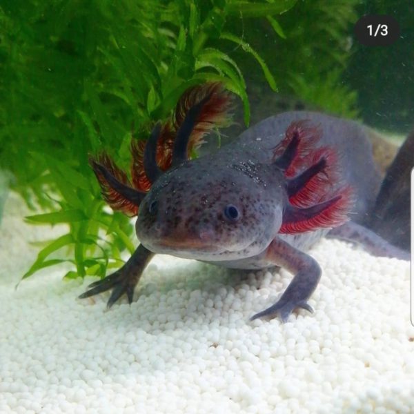 melanoid_axolotl